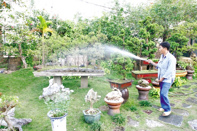 cây hút khí độc, cây chế ngự khí độc